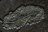 Museum-Quality Pyrite-Replaced Crinoid Plate - Germany #380362-3